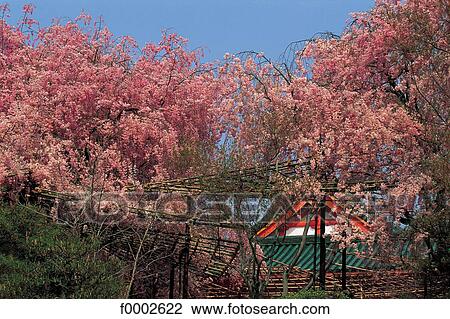 Japan, Kyoto, Heian Sanctuary View Large Photo Image Stock Image - Japan, Kyoto, Heian Sanctuary. Fotosearch