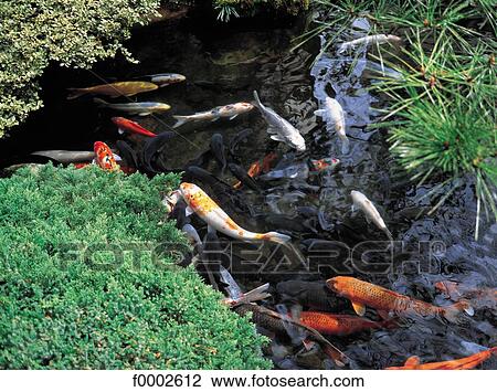 Japan, Kyoto, Kitano Odori gardens, goldfish View Large Photo Image Stock Image - Japan, Kyoto, Kitano Odori gardens, goldfish. Fotosearch