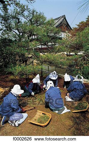 Japan, Kyoto, Temple de Nijo, gardeners at work View Large Photo Image Stock Photograph - Japan, Kyoto, Temple de Nijo, gardeners at work. Fotosearch