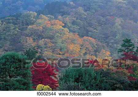 Japan, Nikko, forest at fall View Large Photo Image Picture - Japan, Nikko, forest at fall. Fotosearch