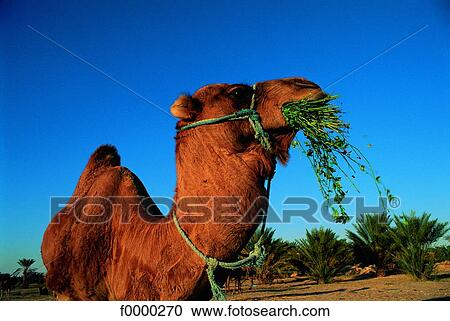 Tunisia, Dromedary indesert View Large Photo Image Stock Image - Tunisia, Dromedary indesert. Fotosearch