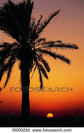 Stock Photography - Tunisia, South, sunset. Fotosearch