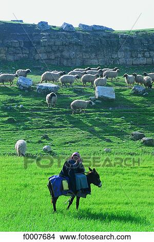 Syria, Apamea, young shepherd View Large Photo Image Picture - Syria, Apamea, young shepherd. Fotosearch