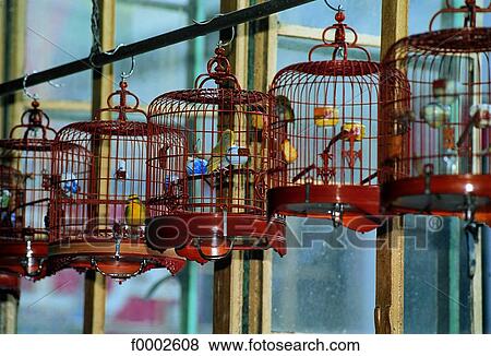 Chine, Hong Kong, Wan Loi cafe, bird cages View Large Photo Image Stock Photo - Chine, Hong Kong, Wan Loi cafe, bird cages. Fotosearch