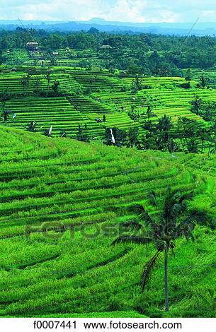Indonesia, Bali, paddy-fields View Large Photo Image Stock Image - Indonesia, Bali, paddy-fields. Fotosearch