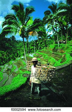 Picture - Indonesia, Bali, peasant carrying baskets. Fotosearch