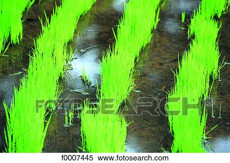 Stock Photography - Indonesia, Bali, young rice sprouts. Fotosearch