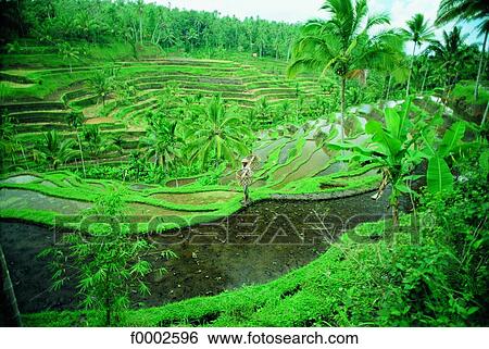 Stock Photograph - Indonesia, paddy-field. Fotosearch
