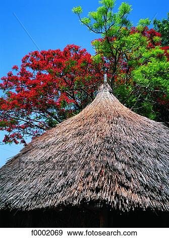 Cameroon, thatch roof View Large Photo Image Stock Photo - Cameroon, thatch roof. Fotosearch