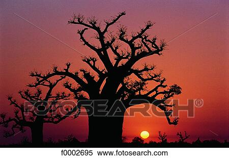 Cape Verde, baobab View Large Photo Image Stock Photography - Cape Verde, baobab. Fotosearch