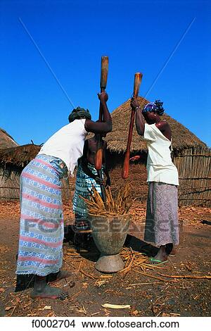 Senegal, Casamance, millet pounding View Large Photo Image Picture - Senegal, Casamance, millet pounding. Fotosearch
