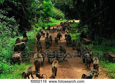 Stock Photograph - Tanzania, Manyara National Park, babboon tribe. Fotosearch