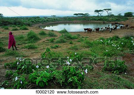 Stock Image - Tanzania, Manyara Plain, Maasai. Fotosearch
