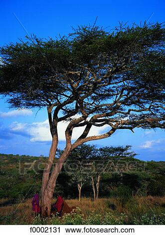 Stock Image - Tanzania, Manyara Plain, two young Maasai. Fotosearch