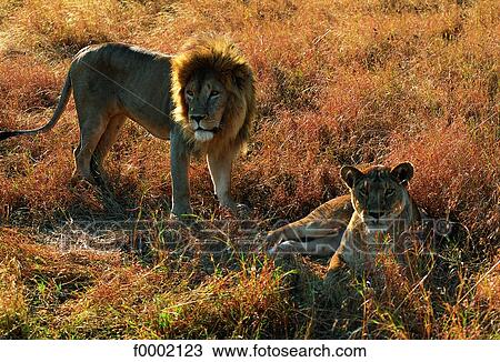 Tanzania, Serengeti National Park, lion couple View Large Photo Image Stock Image - Tanzania, Serengeti National Park, lion couple. Fotosearch