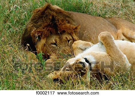 Stock Photo - Tanzania, Serengeti National Park, lion couple. Fotosearch