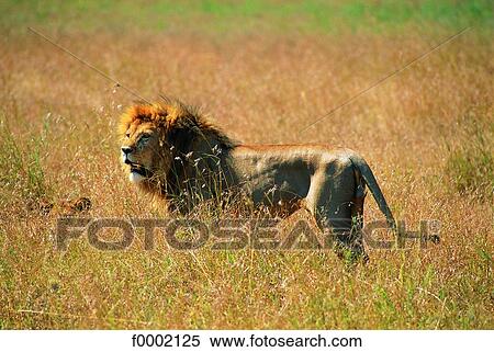 Stock Photography - Tanzania, Serengeti National Park, lion . Fotosearch
