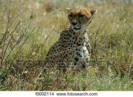 Tanzania, Serengeti National Park, cheetah View Large Photo Image Picture - Tanzania, Serengeti National Park, cheetah. Fotosearch