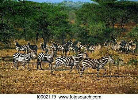Tanzania, Serengeti National Park, zebras View Large Photo Image Stock Photo - Tanzania, Serengeti National Park, zebras. Fotosearch