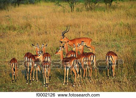 Stock Photograph - Tanzania, Serengeti National Park, impalas. Fotosearch