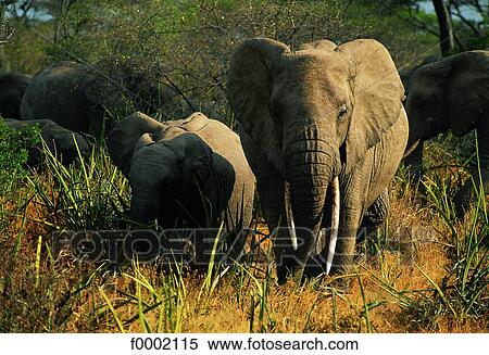 Stock Photography - Tanzania, Serengeti National Park, elephants. Fotosearch