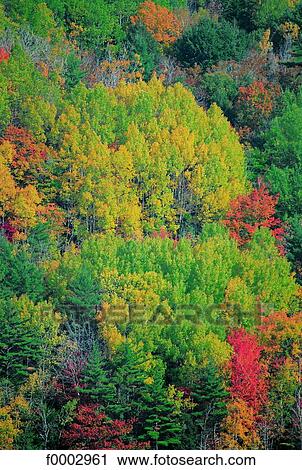 Forest during Indian summer View Large Photo Image Stock Image - Forest during Indian summer. Fotosearch