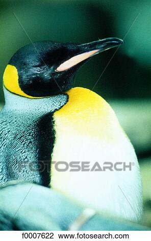 Ontario, Great North, Emperor penguin View Large Photo Image Stock Image - Ontario, Great North, Emperor penguin . Fotosearch