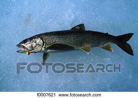 Stock Image - Ontario, pike caught in winter. Fotosearch