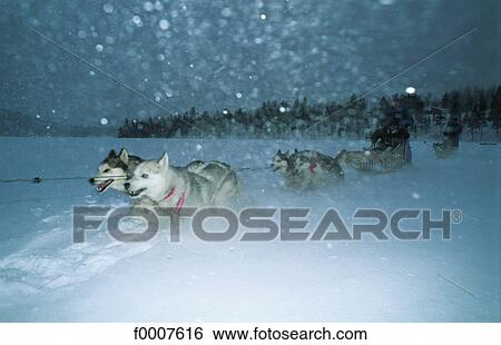 Quebec, dog sleigh under snow View Large Photo Image Stock Photograph - Quebec, dog sleigh under snow. Fotosearch
