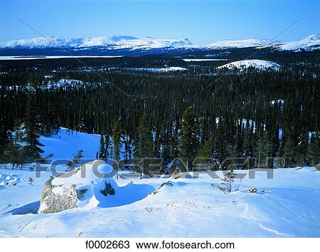 Quebec, Great North, forest in the winter View Large Photo Image Stock Image - Quebec, Great North, forest in the winter. Fotosearch