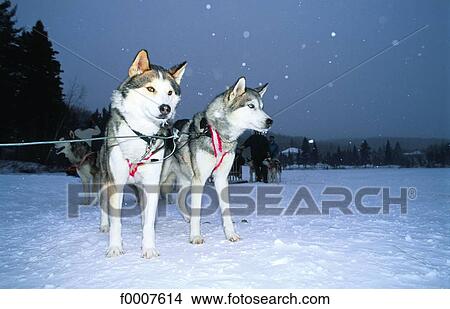 Quebec, two leading dogs View Large Photo Image Picture - Quebec, two leading dogs. Fotosearch