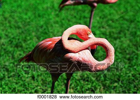 Bahamas, New Providence, Nassau, pink flamingo View Large Photo Image Stock Photo - Bahamas, New Providence, Nassau, pink flamingo. Fotosearch