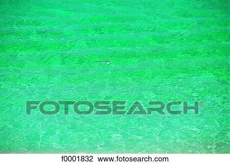 Stock Image - Bahamas, Providence, clear water. Fotosearch