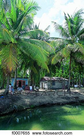 Dominican Republic, cabin and coconut grove by the sea View Large Photo Image Stock Photography - Dominican Republic, cabin and coconut grove by the sea. Fotosearch