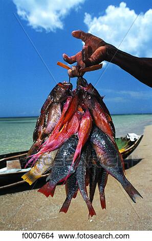 Dominican Republic, fish freshly caught View Large Photo Image Picture - Dominican Republic, fish freshly caught. Fotosearch