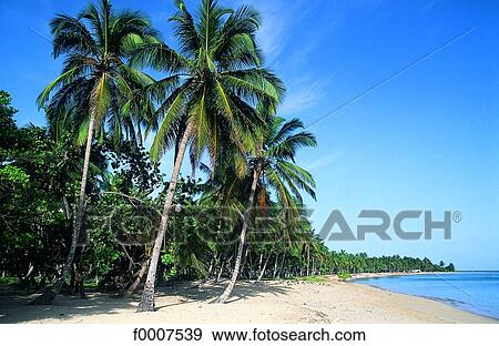 Dominican Republic, Las Terranas beach View Large Photo Image Stock Photo - Dominican Republic, Las Terranas beach. Fotosearch
