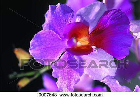 Dominican Republic, local orchid View Large Photo Image Stock Photo - Dominican Republic, local orchid. Fotosearch