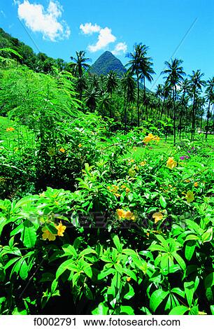Saint Lucie, flowers and Petit-Piton in background View Large Photo Image Stock Image - Saint Lucie, flowers and Petit-Piton in background. Fotosearch