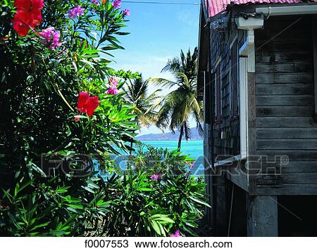Saint Lucie, old colonial house made out of wood and hibiscus View Large Photo Image Stock Image - Saint Lucie, old colonial house made out of wood and hibiscus. Fotosearch