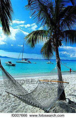 Virgin Islands, hammock and palm tree on beach View Large Photo Image Stock Photograph - Virgin Islands, hammock and palm tree on beach. Fotosearch