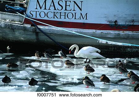 Stock Image - Sweden, Stockholm, Swan and ducks on frozen sea. Fotosearch