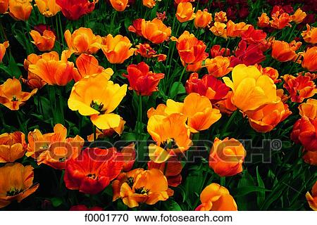 Sweden, Stockholm, Tulip field View Large Photo Image Stock Image - Sweden, Stockholm, Tulip field. Fotosearch