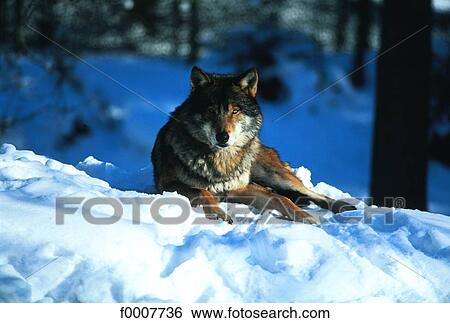 Stock Photograph - Sweden, Stockholm, Wolf laying in the snow. Fotosearch