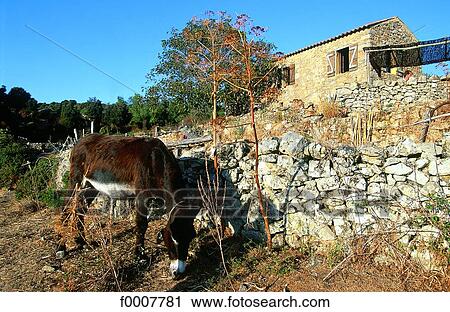 France, Corsica, Sagone, donkey and Corsican shelter View Large Photo Image Stock Image - France, Corsica, Sagone, donkey and Corsican shelter. Fotosearch