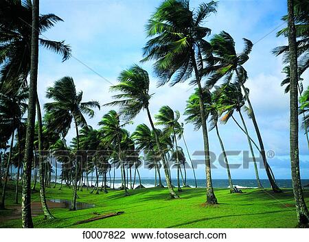 Brazil, Salvador, palm trees in the wind View Large Photo Image Stock Image - Brazil, Salvador, palm trees in the wind. Fotosearch