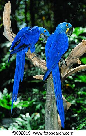 Brazil, Two blue parrots on a branch View Large Photo Image Stock Photo - Brazil, Two blue parrots on a branch. Fotosearch