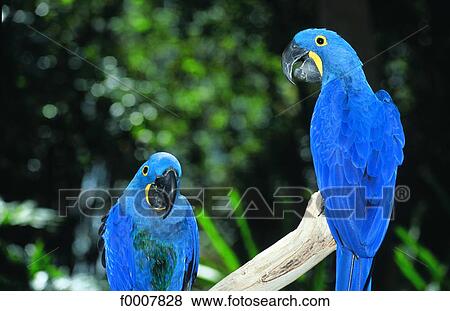 Brazil, Two parrots View Large Photo Image Stock Photo - Brazil, Two parrots. Fotosearch