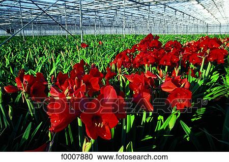 Stock Image - The Netherlands, Amaryllises under glass. Fotosearch