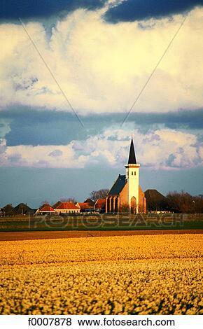 Stock Photo - The Netherlands, Flower field. Fotosearch