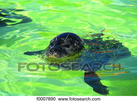 The Netherlands, Groninguen, Pieterburen, Seal View Large Photo Image Stock Image - The Netherlands, Groninguen, Pieterburen, Seal. Fotosearch